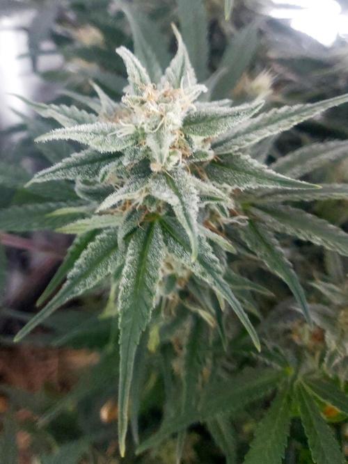 NYC Sour D Autoflower. Week 10