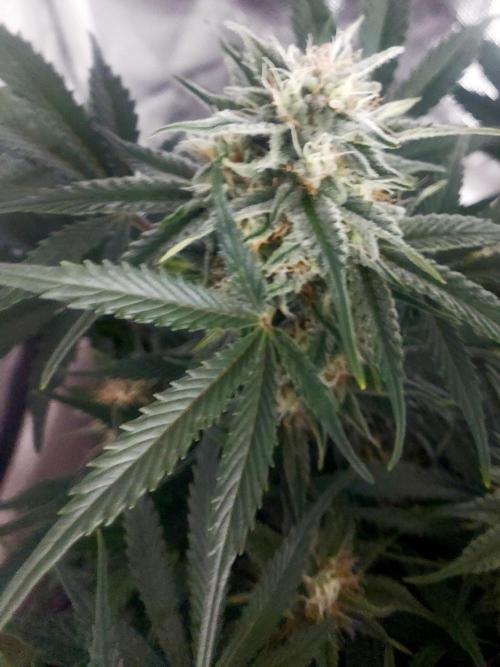 NYC Sour D Autoflower. Week 10