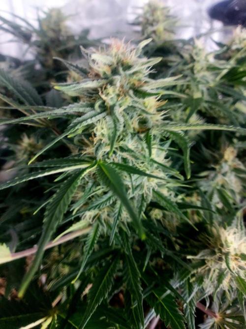 NYC Sour D Automatic. Week 10