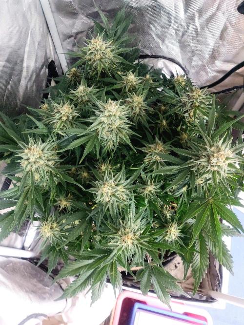 NYC Sour D Autoflower. Week 10