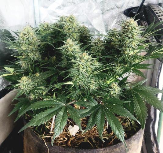 NYC Sour D Autoflower. Week 10
