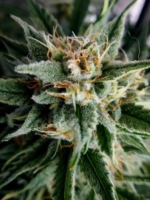NYC Sour D Autoflower. Week 10