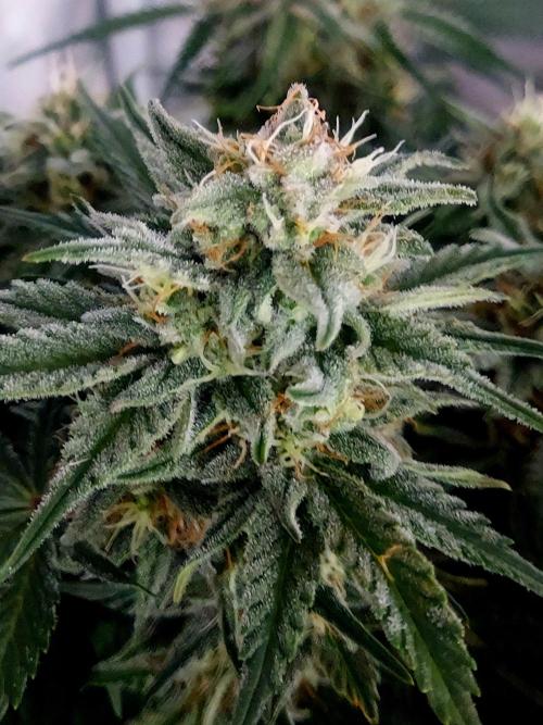 NYC Sour D Autoflower. Week 10