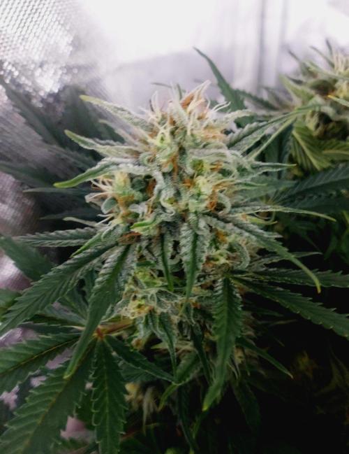 NYC Sour D Autoflower. Week 10