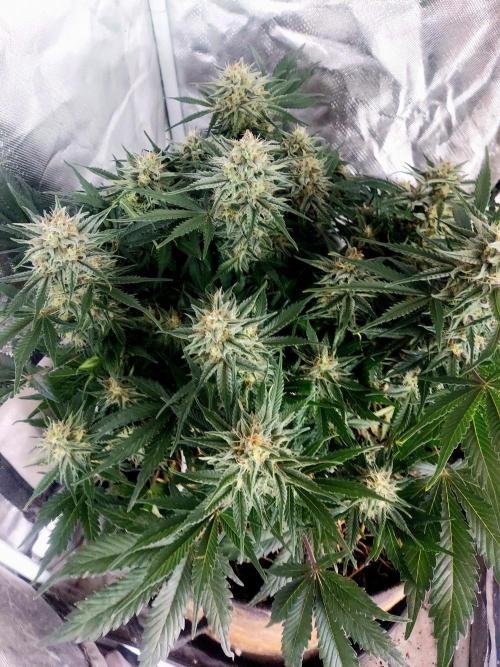 NYC Sour D Autoflower. Week 10