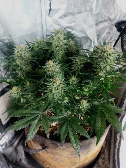 NYC Sour D Automatic. Week 10