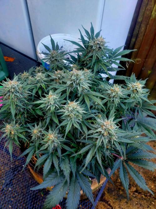 NYC Sour D Autoflower. Week 11