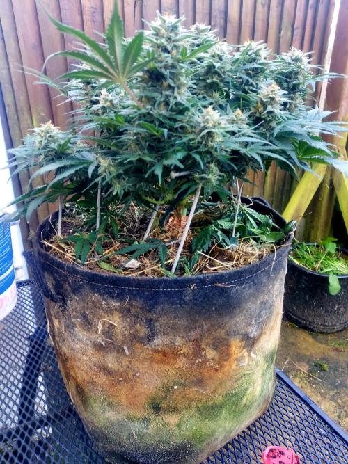 NYC Sour D Autoflower. Week 11