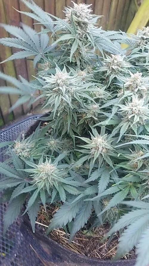 NYC Sour D Autoflower
