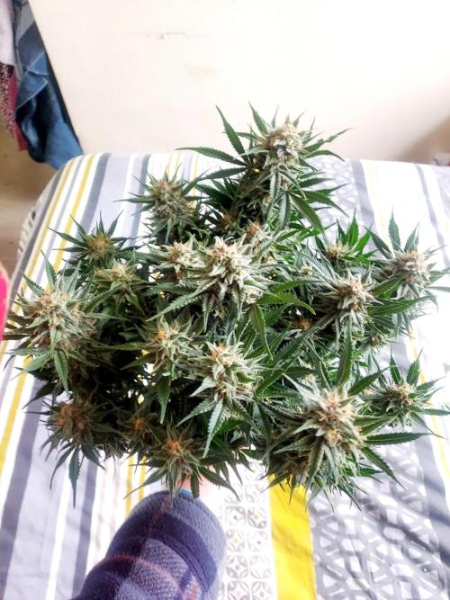 NYC Sour D Autoflower. Week 11