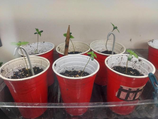 TESTER A001. Week 0