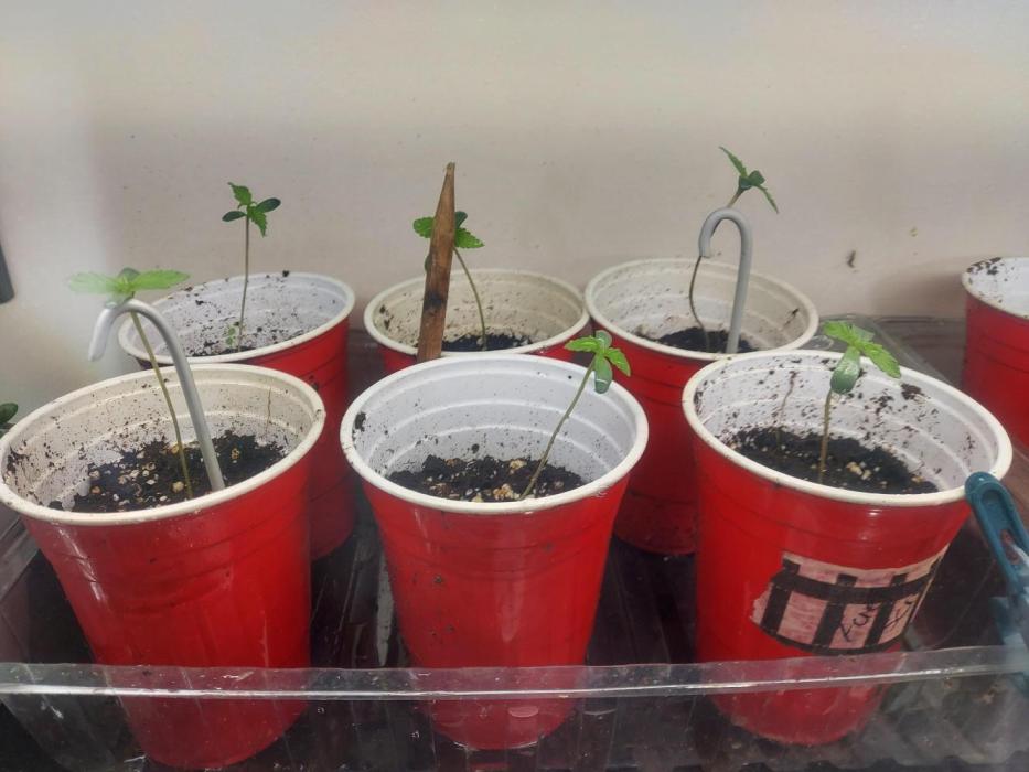 TESTER A001. Week 1