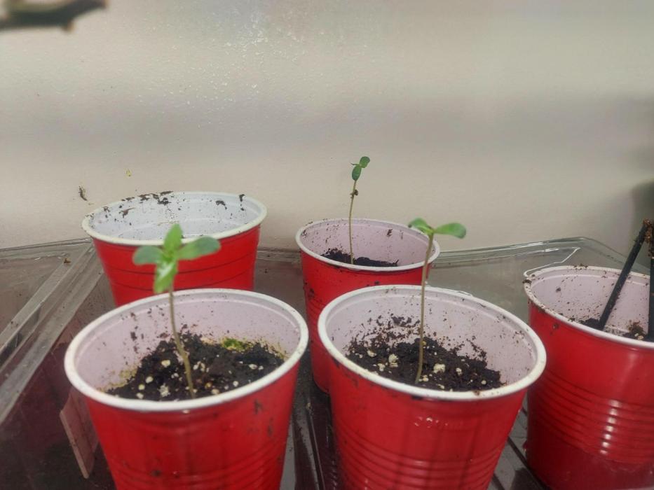 TESTER A001. Week 2