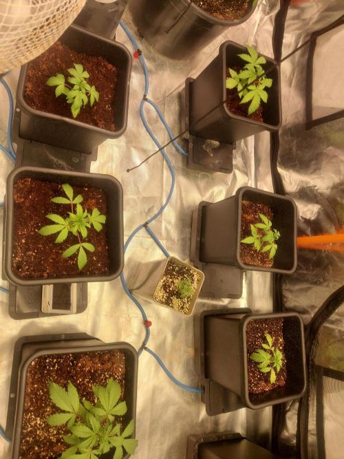TESTER A001. Week 3