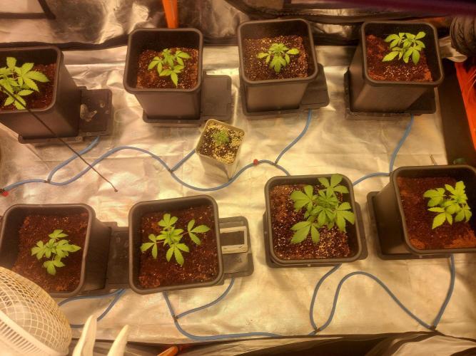 TESTER A001. Week 3
