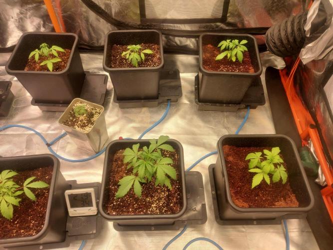 TESTER A001. Week 3