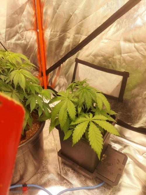 TESTER A001. Week 4