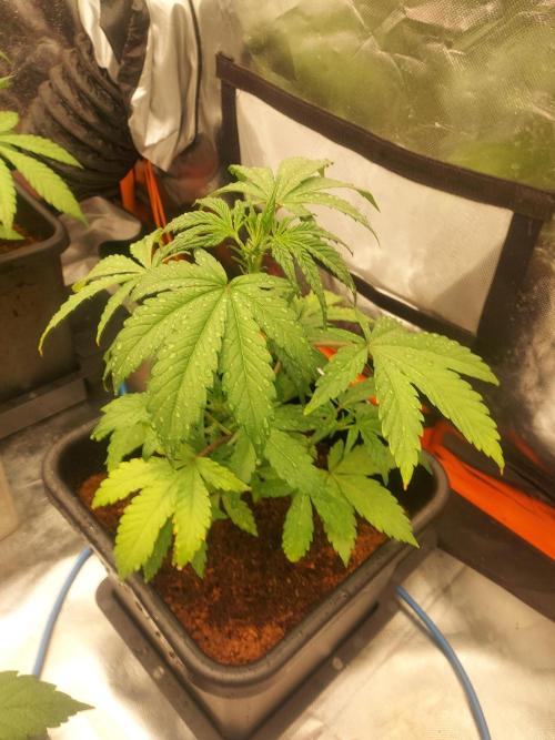 TESTER A001. Week 4