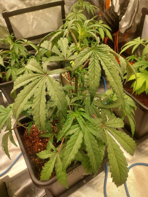 TESTER A001. Week 4