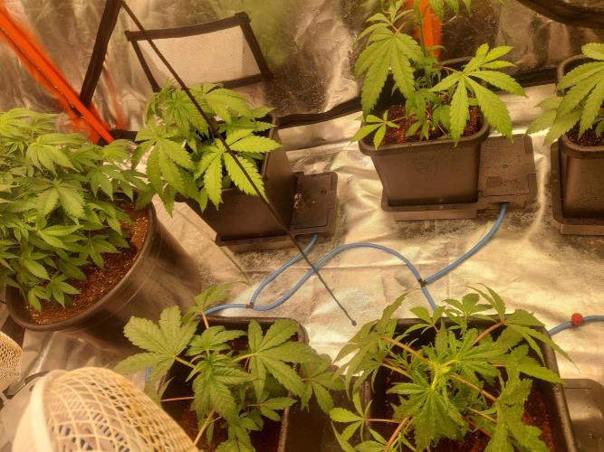 TESTER A001. Week 4
