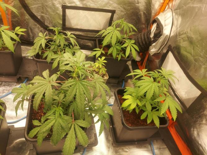 TESTER A001. Week 4