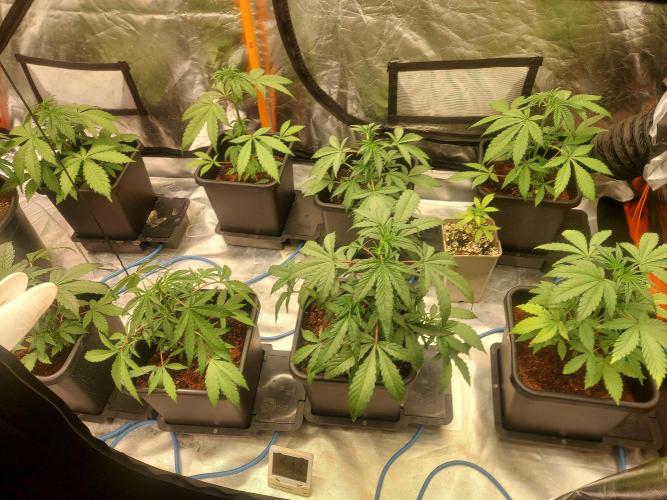 TESTER A001. Week 4