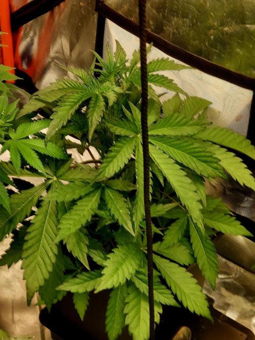 TESTER A001. Week 5