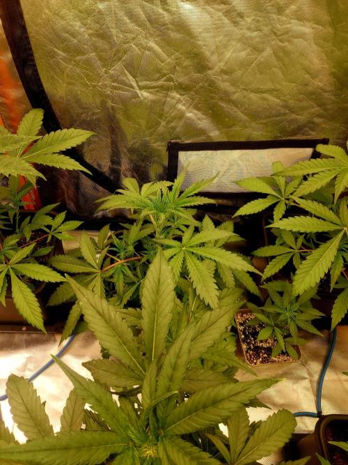 TESTER A001. Week 5