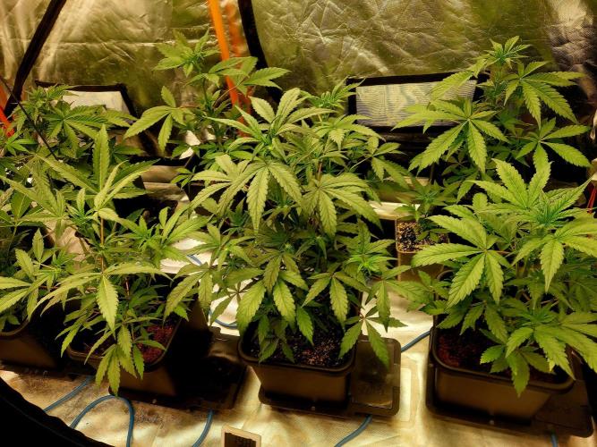 TESTER A001. Week 5