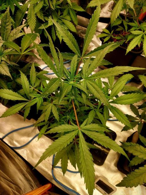 TESTER A001. Week 5
