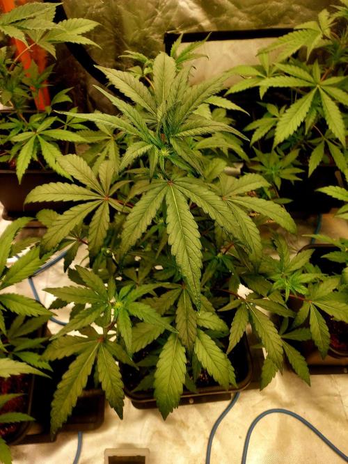 TESTER A001. Week 5