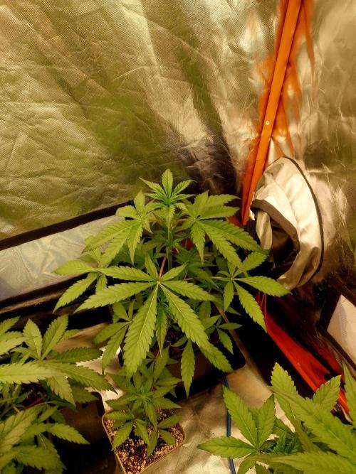 TESTER A001. Week 5
