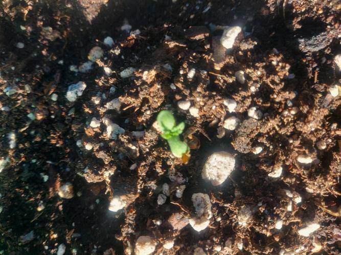 GOAT'lato Automatic . Week 1