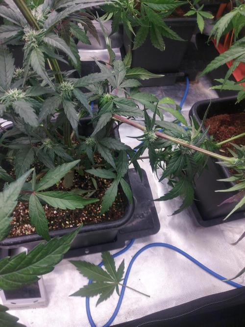TESTER A001. Week 6