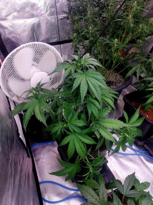 TESTER A001. Week 6
