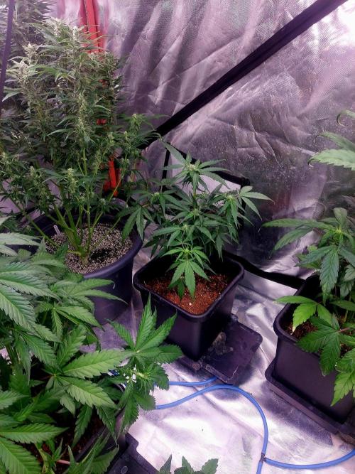 TESTER A001. Week 6