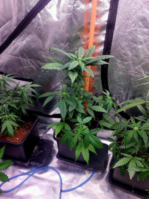 TESTER A001. Week 6