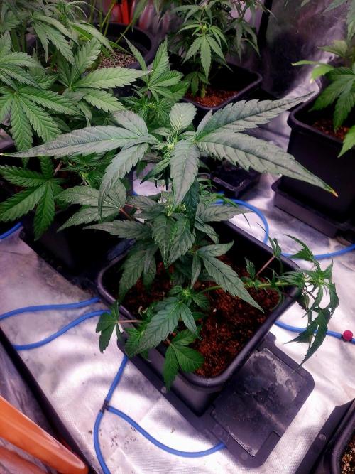 TESTER A001. Week 6