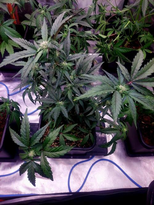 TESTER A001. Week 6