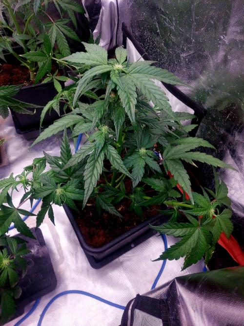 TESTER A001. Week 6