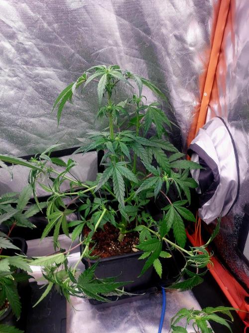 TESTER A001. Week 6