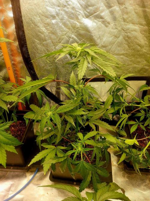TESTER A001. Week 6