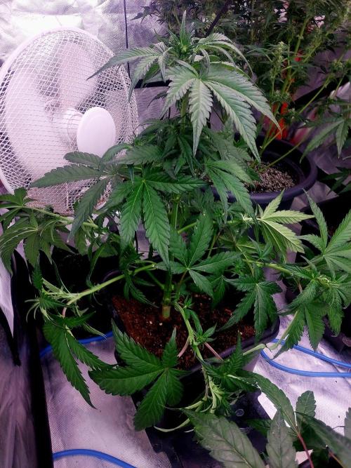 TESTER A001. Week 6
