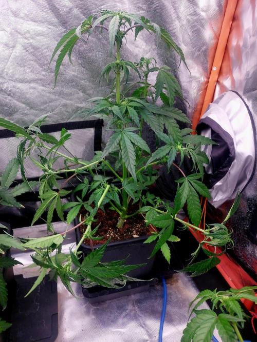 TESTER A001. Week 6