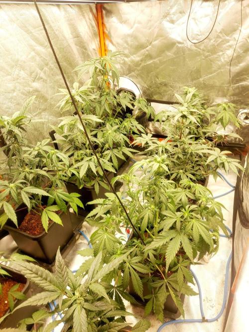 TESTER A001. Week 6
