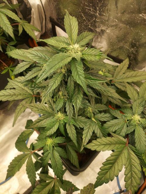 TESTER A001. Week 7