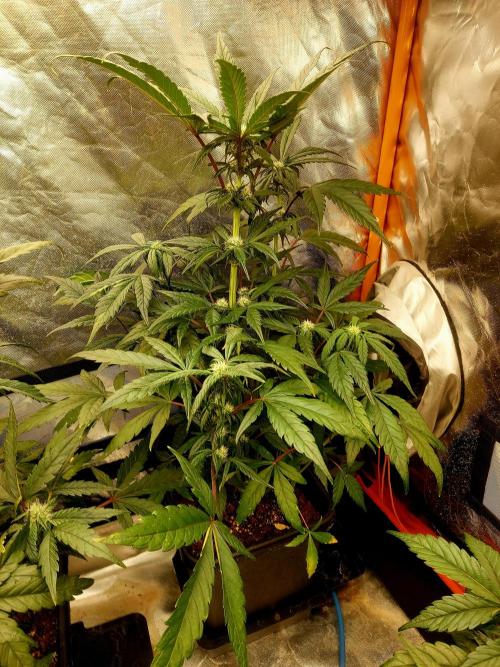TESTER A001. Week 7