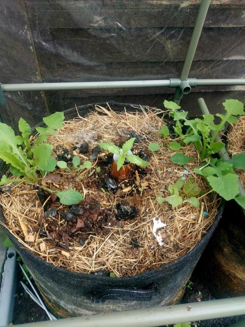 GOATLato gotta a lato. Week 3 - Got some dandelions growing in the pot 