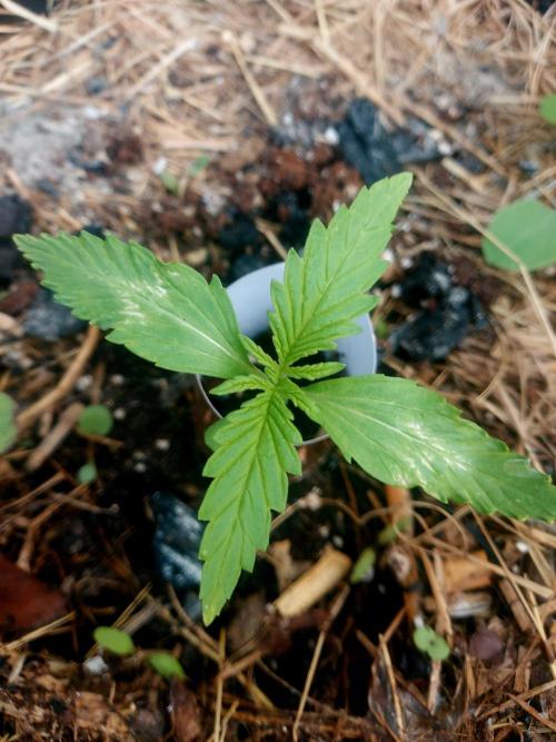 GOAT'lato Automatic . Week 3