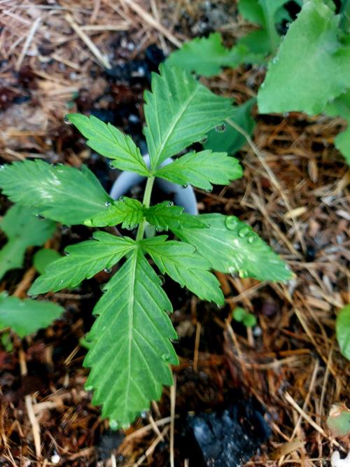 GOAT'lato Automatic . Week 3